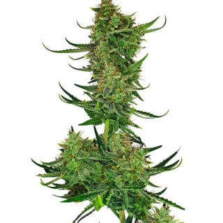 Сорт Cherry Cola Auto fem (FastBuds)