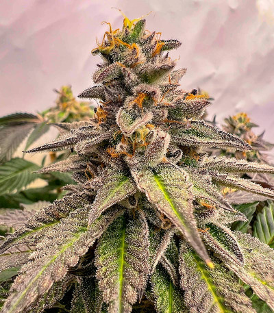 Сорт High Society fem (Compound Genetics) Сорт High Society fem (Compound Genetics) — изображение 4