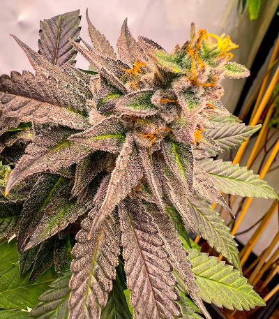 Сорт High Society fem (Compound Genetics) Сорт High Society fem (Compound Genetics) — изображение 5