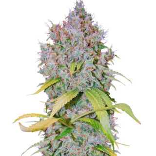 Сорт Super Lemon Haze x GMO fem (GHS)