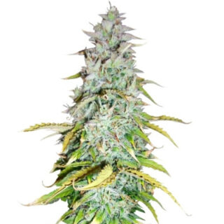 Сорт Amnesia Haze Automatic fem (RQS) Сорт Amnesia Haze Automatic fem (RQS)
