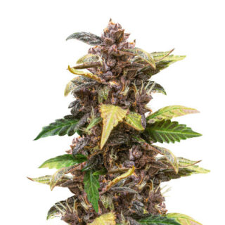 Сорт Auto Purple fem (Pyramid Seeds) Сорт Auto Purple fem (Pyramid Seeds)
