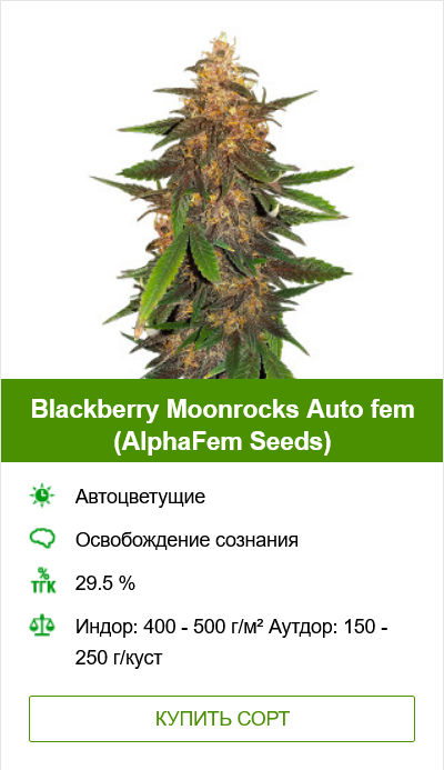 Выращивание конопли в аутдоре