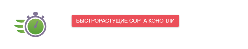 Выращивание конопли в аутдоре
