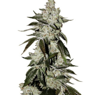 Сорт Cookies Auto (Girl Scout Cookies auto) fem (FastBuds)