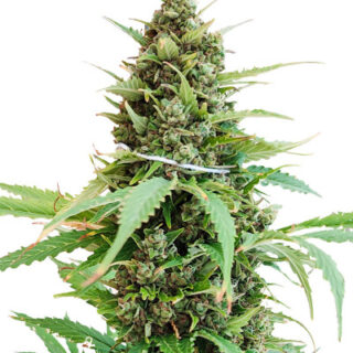 Сорт Glue Gelato Auto fem (Barney's Farm) Сорт Glue Gelato Auto fem (Barney's Farm)