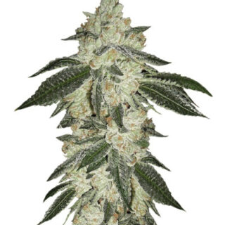 Сорт Green Crack auto fem (FastBuds)