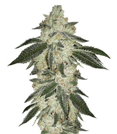 Сорт Green Crack auto fem (FastBuds) Сорт Green Crack auto fem (FastBuds)