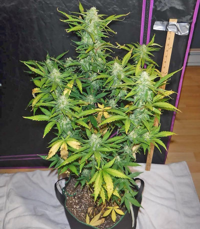 Сорт Green Crack auto fem (FastBuds) Сорт Green Crack auto fem (FastBuds) — изображение 6