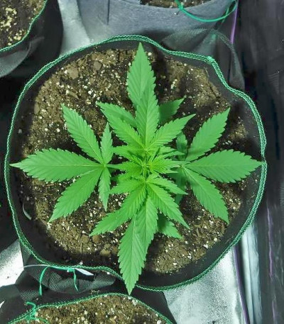 Сорт Green Crack auto fem (FastBuds) Сорт Green Crack auto fem (FastBuds) — изображение 7