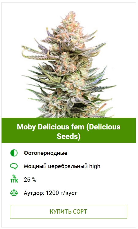 Проращивание семян марихуаны