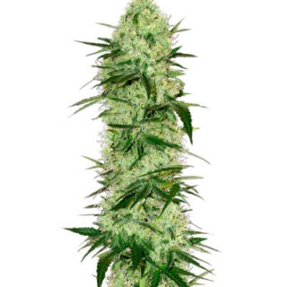 Сорт Tangerine Dream Auto fem (Barney's Farm)
