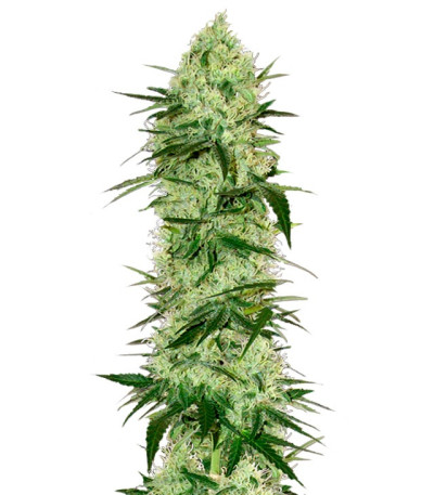 Сорт Tangerine Dream Auto fem (Barney's Farm) Сорт Tangerine Dream Auto fem (Barney's Farm)