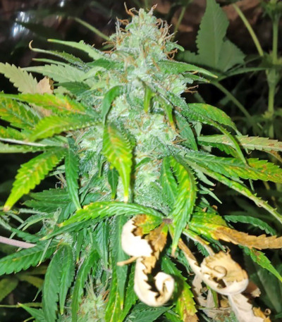 Сорт Tangerine Dream Auto fem (Barney's Farm) Сорт Tangerine Dream Auto fem (Barney's Farm) — изображение 4