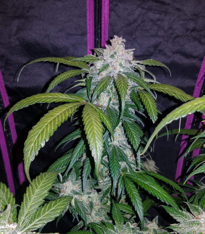 Сорт Tangie Auto (Tangie'matic auto) fem (FastBuds) Сорт Tangie Auto (Tangie'matic auto) fem (FastBuds) — изображение 4
