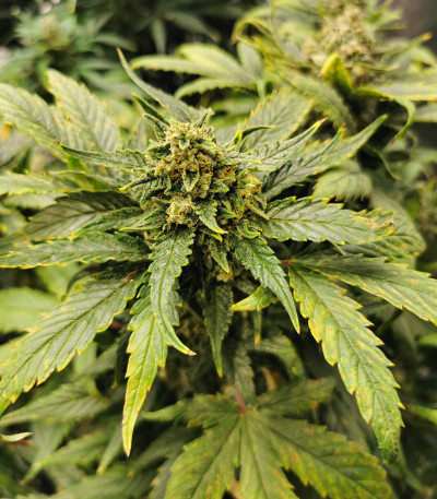 Сорт Tangie Auto (Tangie'matic auto) fem (FastBuds) Сорт Tangie Auto (Tangie'matic auto) fem (FastBuds) — изображение 7