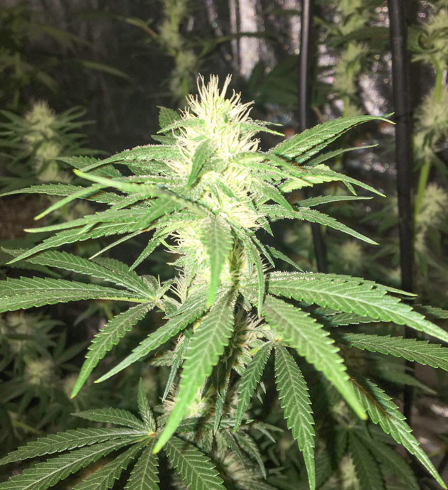 Гроурепорт сорта конопли Strawberry Amnesia от Herbies Seeds
