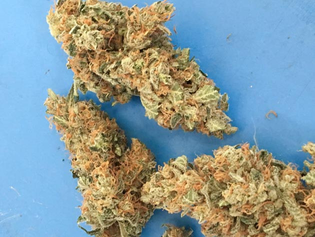 Гроурепорт сорта конопли Strawberry Amnesia от Herbies Seeds