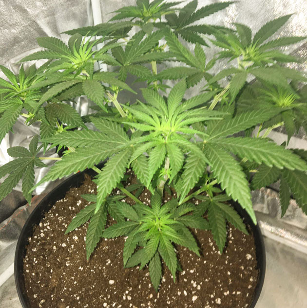 Гроурепорт сорта конопли Strawberry Amnesia от Herbies Seeds
