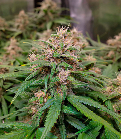 Сорт CBD Apple Betty Auto fem (Herbies Seeds) Сорт CBD Apple Betty Auto fem (Herbies Seeds) — изображение 4