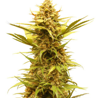 Сорт Critical XXL Auto fem (Herbies Seeds) Сорт Critical XXL Auto fem (Herbies Seeds)