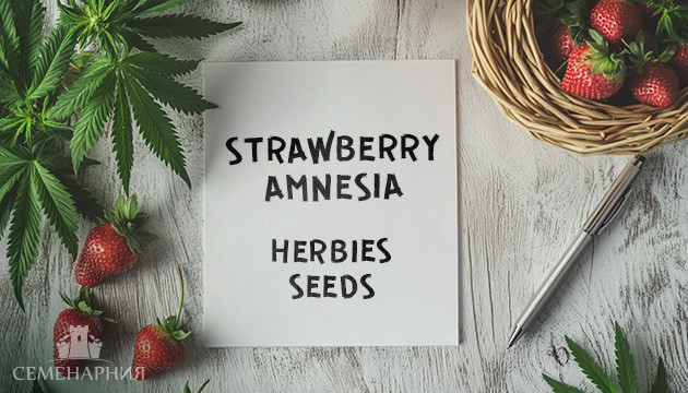 Гроурепорт сорта конопли Strawberry Amnesia от Herbies Seeds
