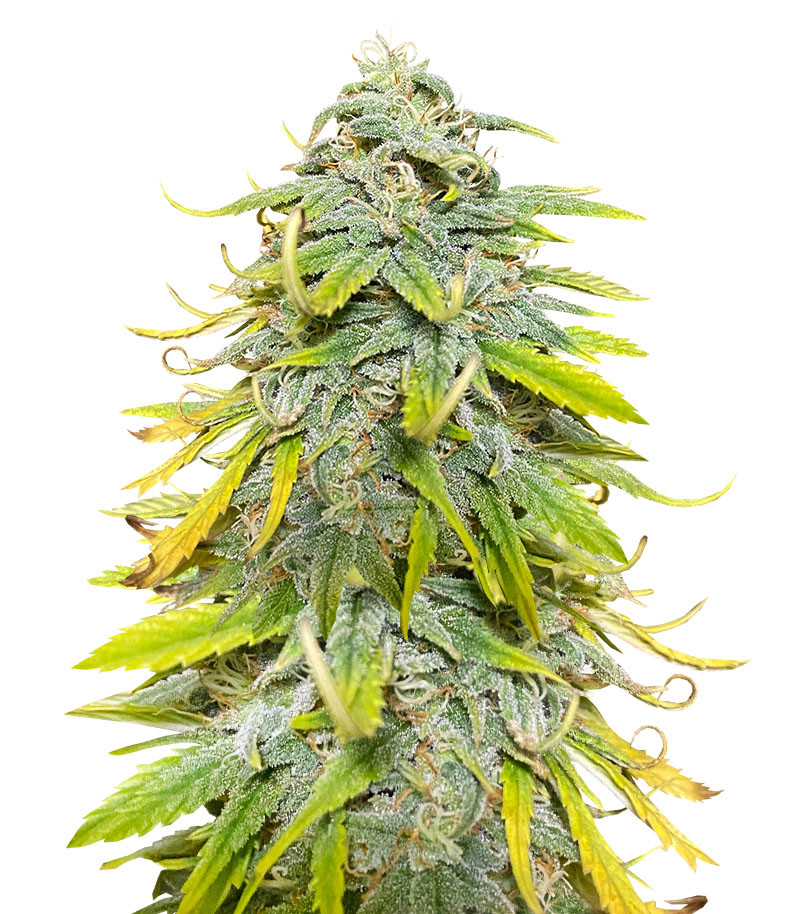 Сорт Northern Lights fem (Herbies Seeds) Сорт Northern Lights fem (Herbies Seeds)