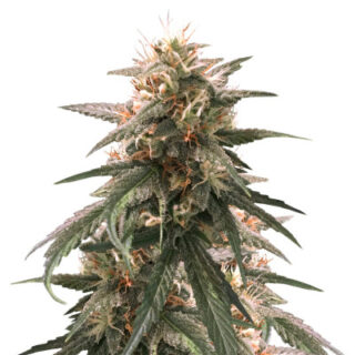 Сорт Strawberry Amnesia fem (Herbies Seeds) Сорт Strawberry Amnesia fem (Herbies Seeds)