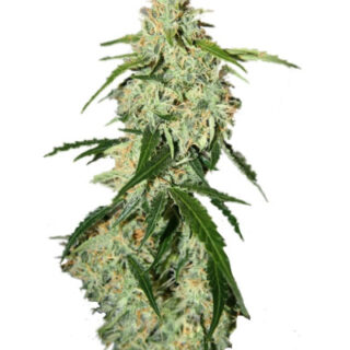 Сорт Big Bang Auto fem (GHS) Сорт Big Bang Auto fem (GHS)