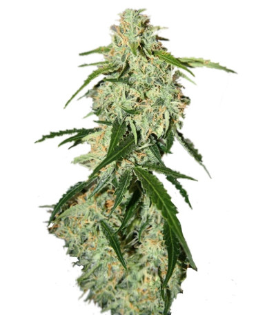 Сорт Big Bang Auto fem (GHS) Сорт Big Bang Auto fem (GHS)