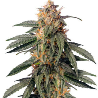 Сорт Ghost Chem OG Autoflower fem (Seedkeepers) Сорт Ghost Chem OG Autoflower fem (Seedkeepers)