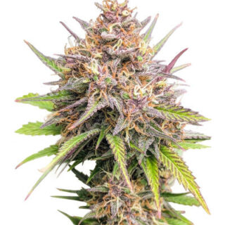 Сорт Purple Punch F1 fem (Seedkeepers) Сорт Purple Punch F1 fem (Seedkeepers)