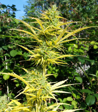 Сорт Rhino Ryder Auto fem (FastBuds) Сорт Rhino Ryder Auto fem (FastBuds) — изображение 4