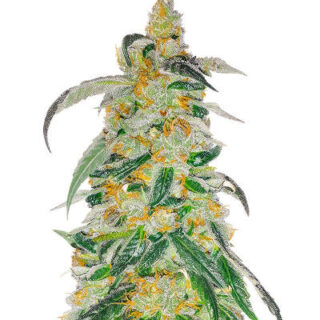 Сорт RudeBoi OG F1 fem (Seedkeepers) Сорт RudeBoi OG F1 fem (Seedkeepers)