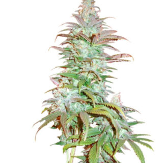 Сорт Blueberry Cheese (Blue Cheese) fem (Barney's Farm) Сорт Blueberry Cheese (Blue Cheese) fem (Barney's Farm)